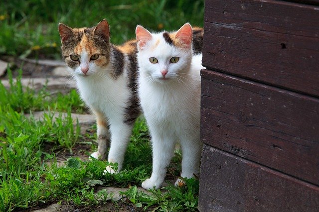 Two cat near a corner | Photo: Pixabay
