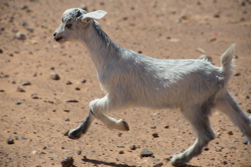 Mammifère en pleine nature | Unsplash Mammifère en pleine nature | Unsplash