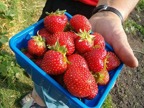 Une barquette de fraises. l Source: Flickr