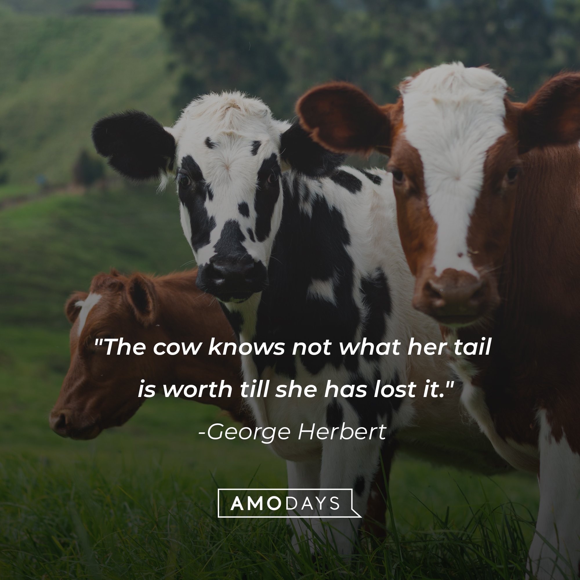 George Herbert’s quote: "The cow knows not what her tail is worth till she has lost it." | Image: AmoDays