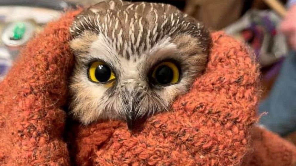 Rockefeller the Owl | Source: Ravensbeard Wildlife Center/ Facebook