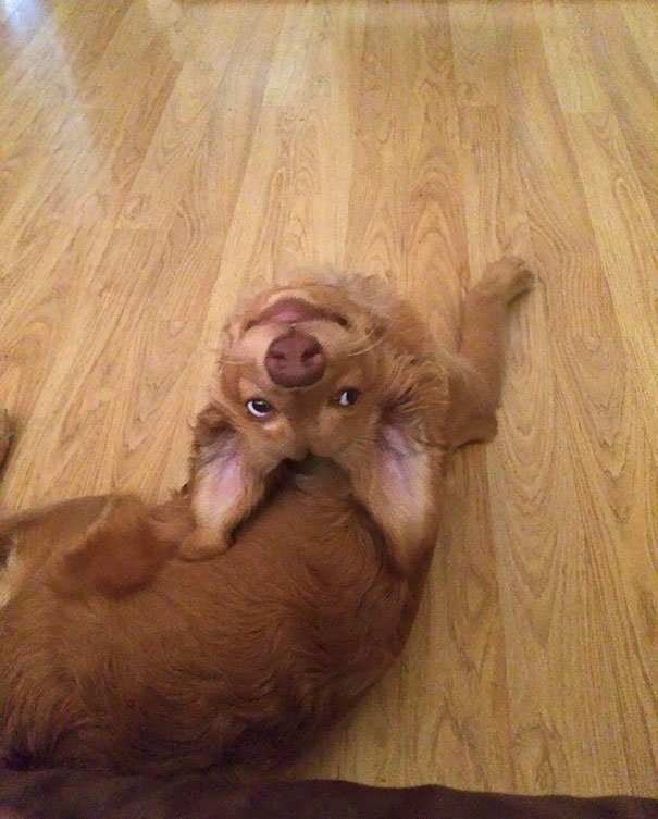 Chien / Source : reddit Chien / Source : reddit
