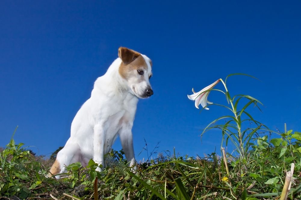 Jack Russel looking at a flower. | Source: Shutterstock