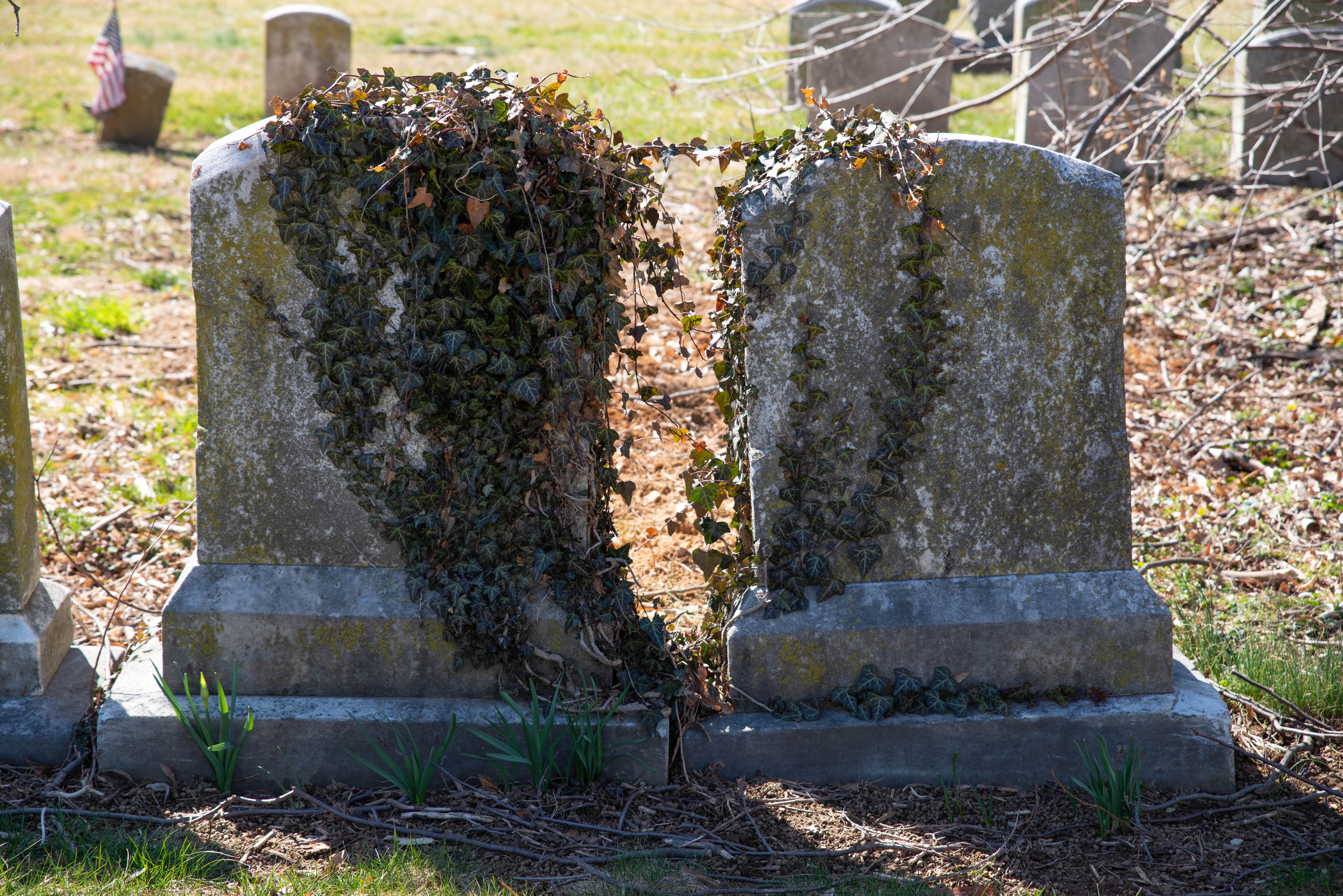 Overgrown tombs in a cemetery | Source: Shutterstock