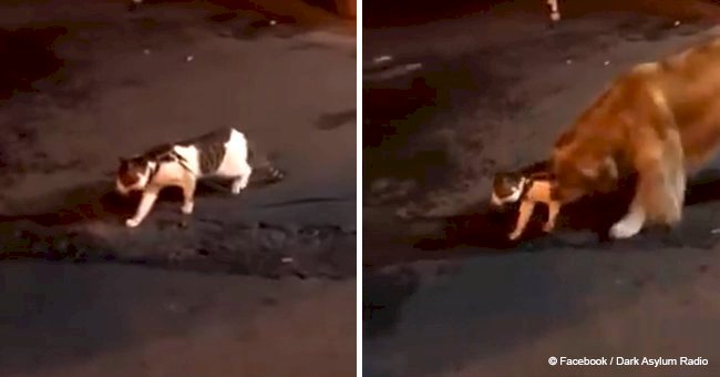 Adorable dog saves cat friend from getting into a street fight in a viral video