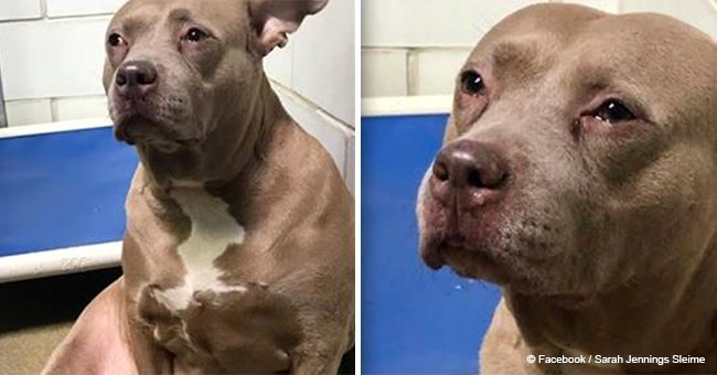 Sad pitbull cries for puppies that aren't with her anymore at the shelter (video)