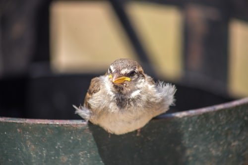 Oiseau prêt à s'envoler en pleine nature | Unsplash Oiseau prêt à s'envoler en pleine nature | Unsplash