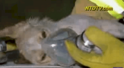 Source : YouTube / All About Animals