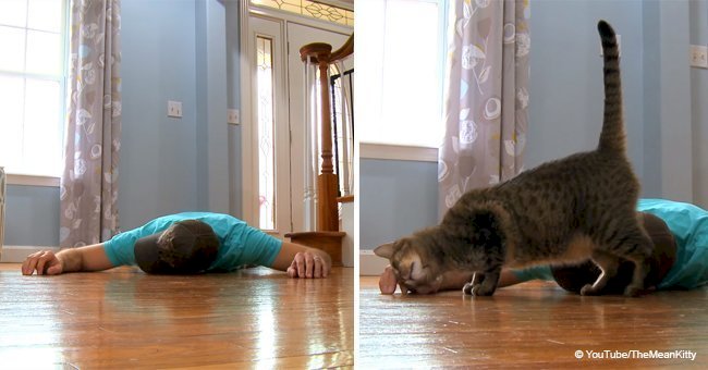 Cat's reaction after his owner fell to the floor and 'died'