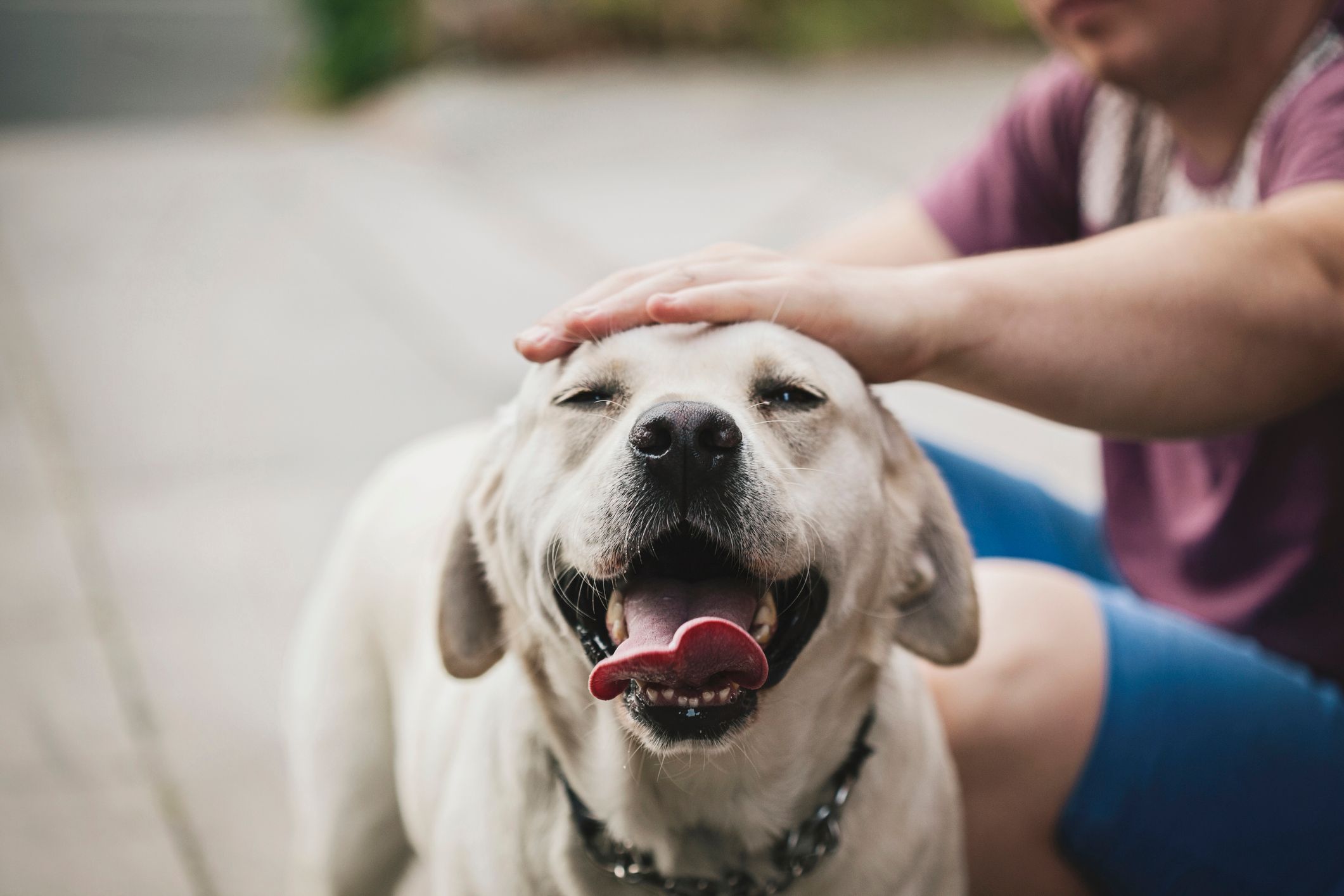 Golden labrador dog enjoying being stroked by his owner. | Foto: Stock Fotografie via Getty Images