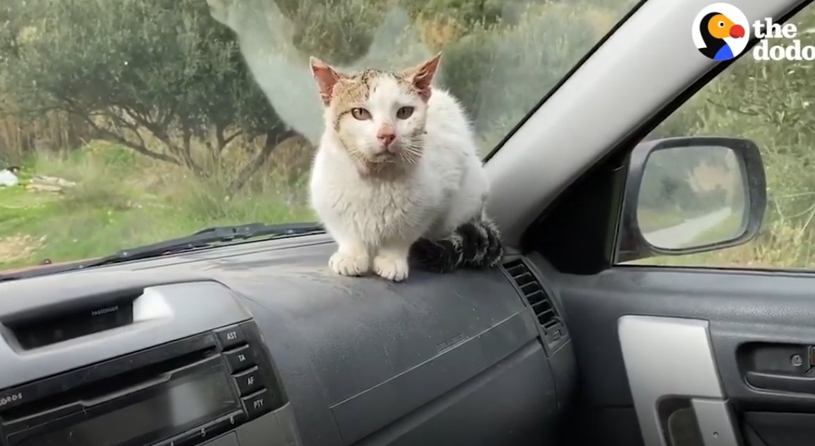 Katze sitzt verängstigt im Auto | Quelle: Facebook/Dodo