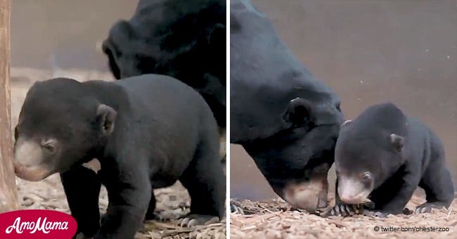 Lovely Sun Bear Cub plays on camera during public debut