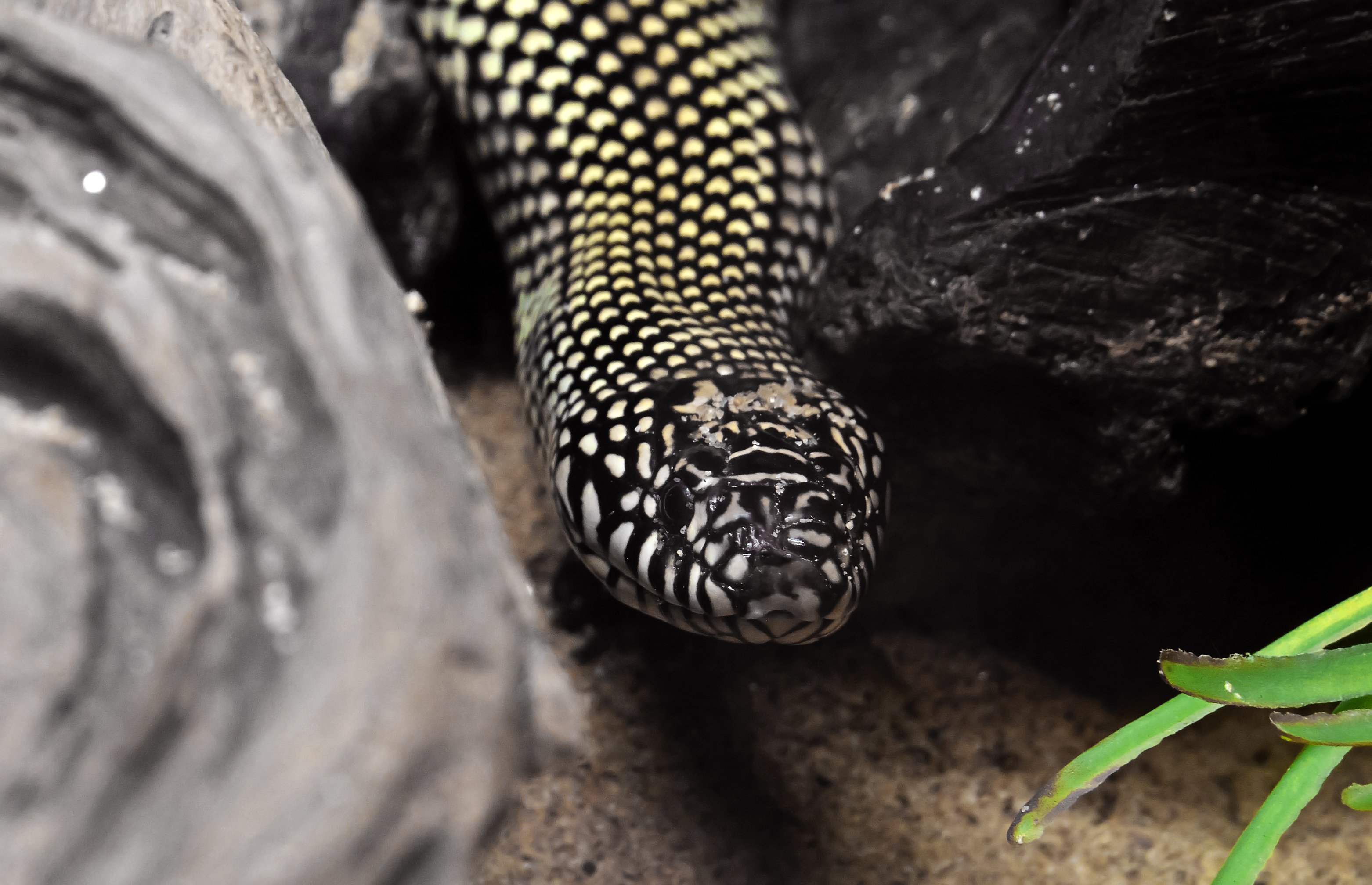 Close-up of a Desert Kingsnake in a nature-like environment | Photo: Shutterstock