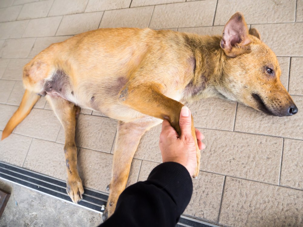 Perro de la calle con un miembro amputado. | Foto: Shutterstock.
