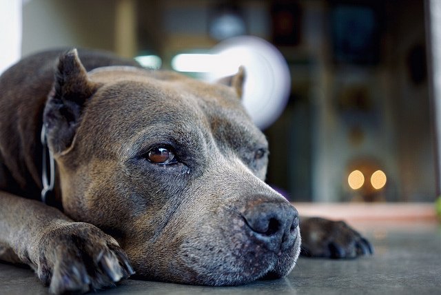 Un pitbull. l Source: Flickr