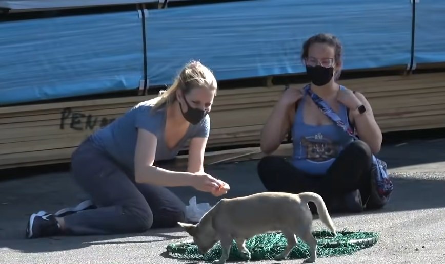 Die Tierschützer versuchen Shanias Vertrauen zu gewinnen | Quelle: YouTube/Hope for Paws - Official Rescue Channel