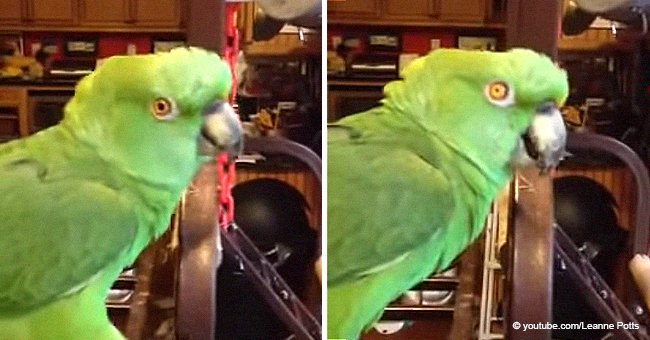 Talented parrot hilariously belts out country classic in viral video