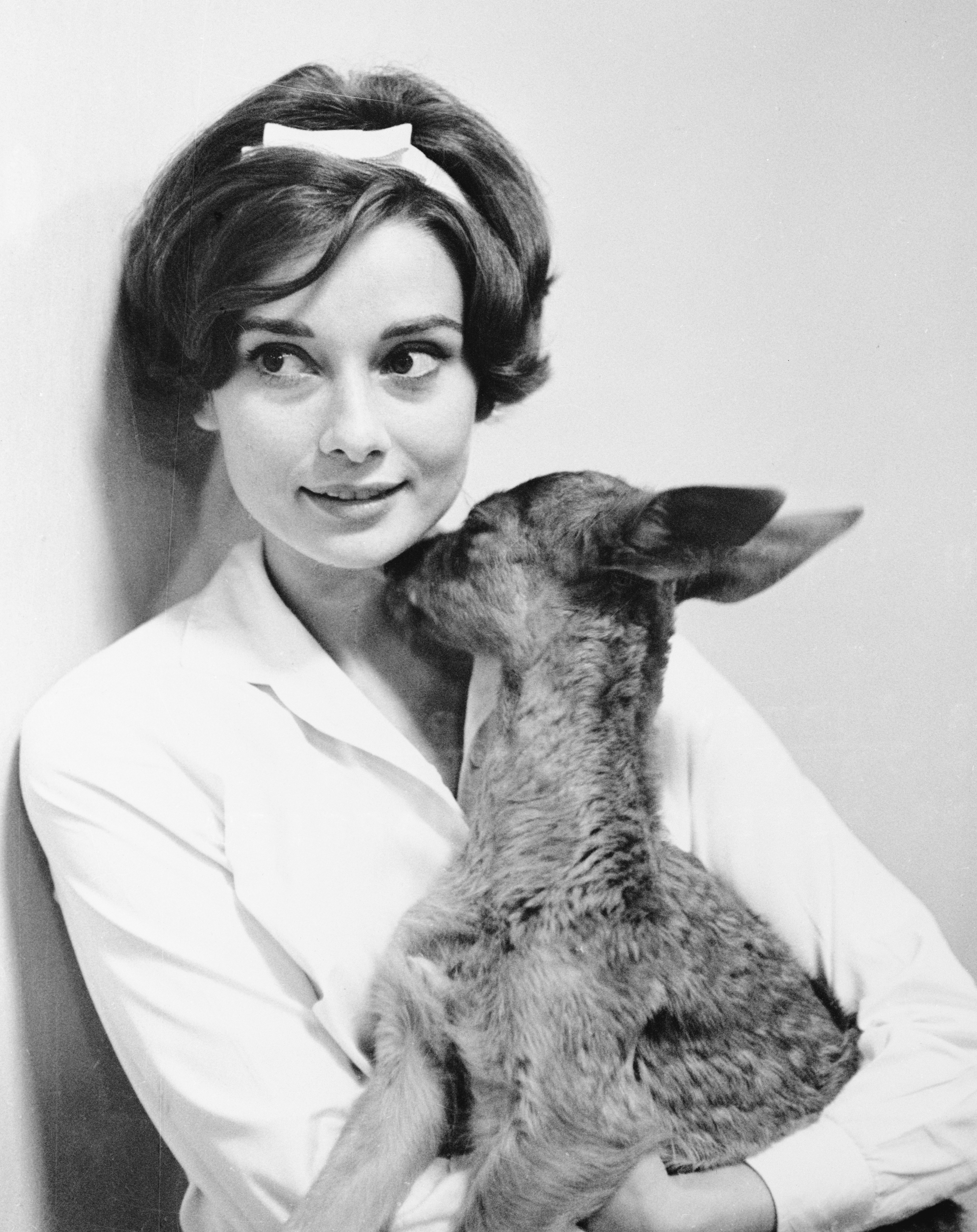 Audrey Hepburn und ihr Haustier Fawn Ip, das ihr 1958 in ihrem Haus einen Kuss gibt | Quelle: Getty Images