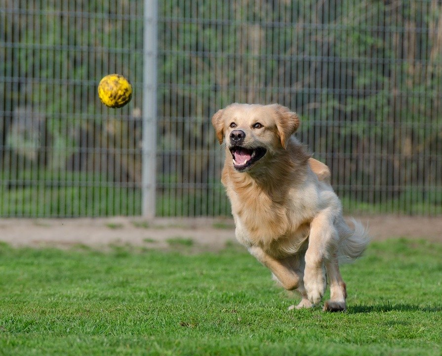 Perro jugando en el parque / Imagen tomada de: Pixabay Perro jugando en el parque / Imagen tomada de: Pixabay