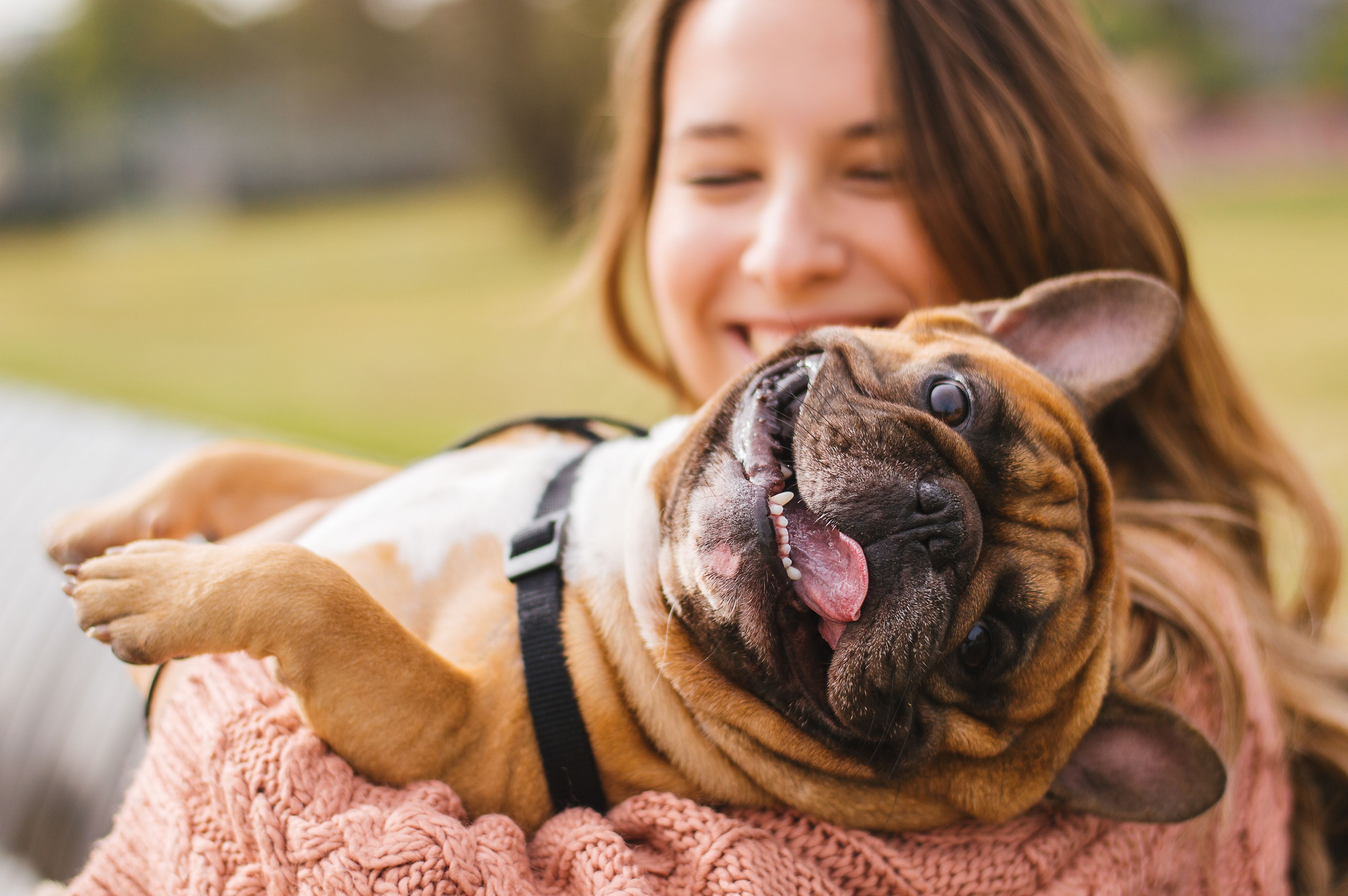 A happy dog captured in the hands of her owner. | Source: Shutterstock
