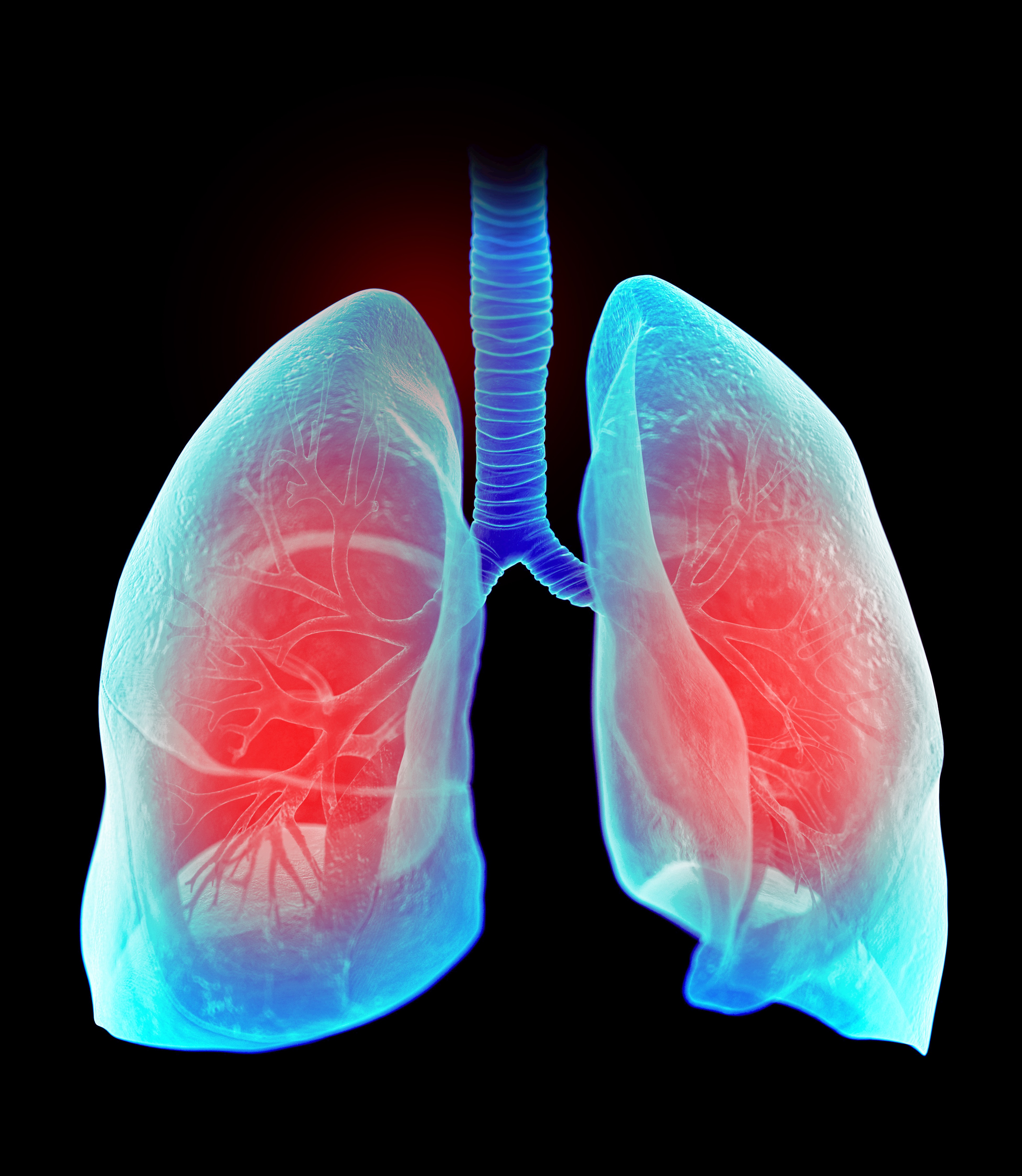 A stock illustration of the human lungs | Source: Getty Images