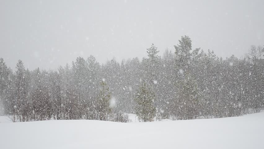 Heavy snowfall over forest | Photo: Shutterstock
