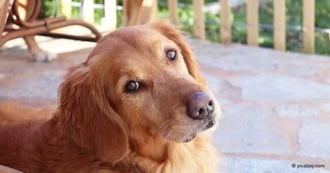 La propriétaire achète un chariot pour sa vieille chienne qui ne peut pas marcher, afin qu'elle puisse encore se promener