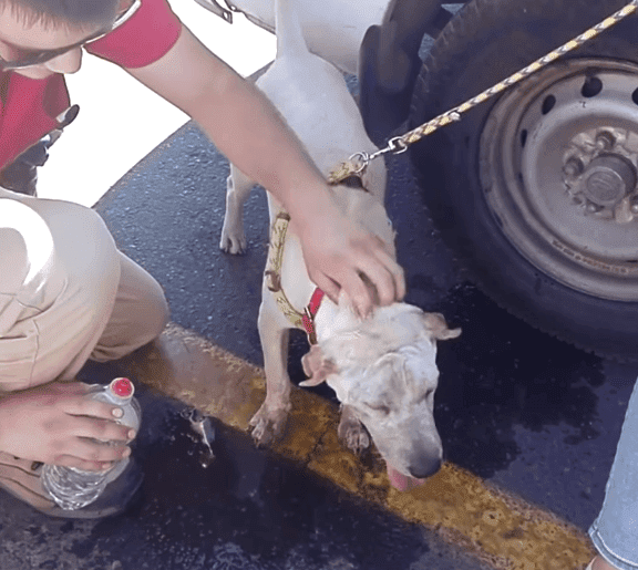 Un perro fue dejado solo dentro de un vehículo Fuente: Facebook / 24horas.cl Un perro fue dejado solo dentro de un vehículo Fuente: Facebook / 24horas.cl