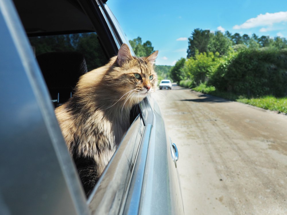 Un chat qui voyage en voiture avec la tête hors de la fenêtre de la voiture. | Shutterstock Un chat qui voyage en voiture avec la tête hors de la fenêtre de la voiture. | Shutterstock