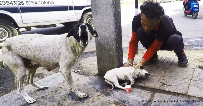 Une chienne désespérée aboie en implorant de l'aide pour son bébé malade jusqu'à ce qu'elle l'obtienne enfin