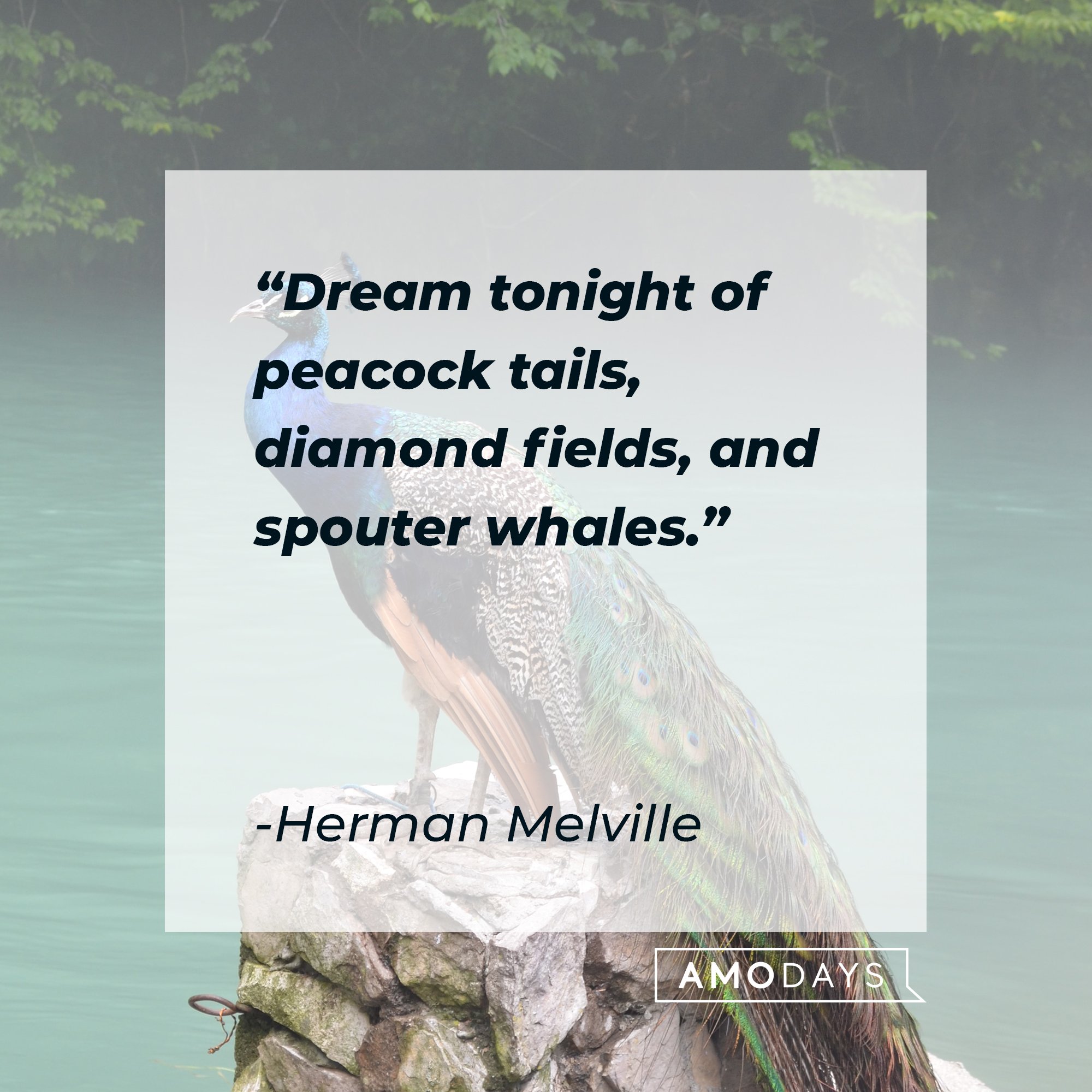 Herman Melville’s quote: "Dream tonight of peacock tails, diamond fields, and spouter whales." | Image: AmoDays