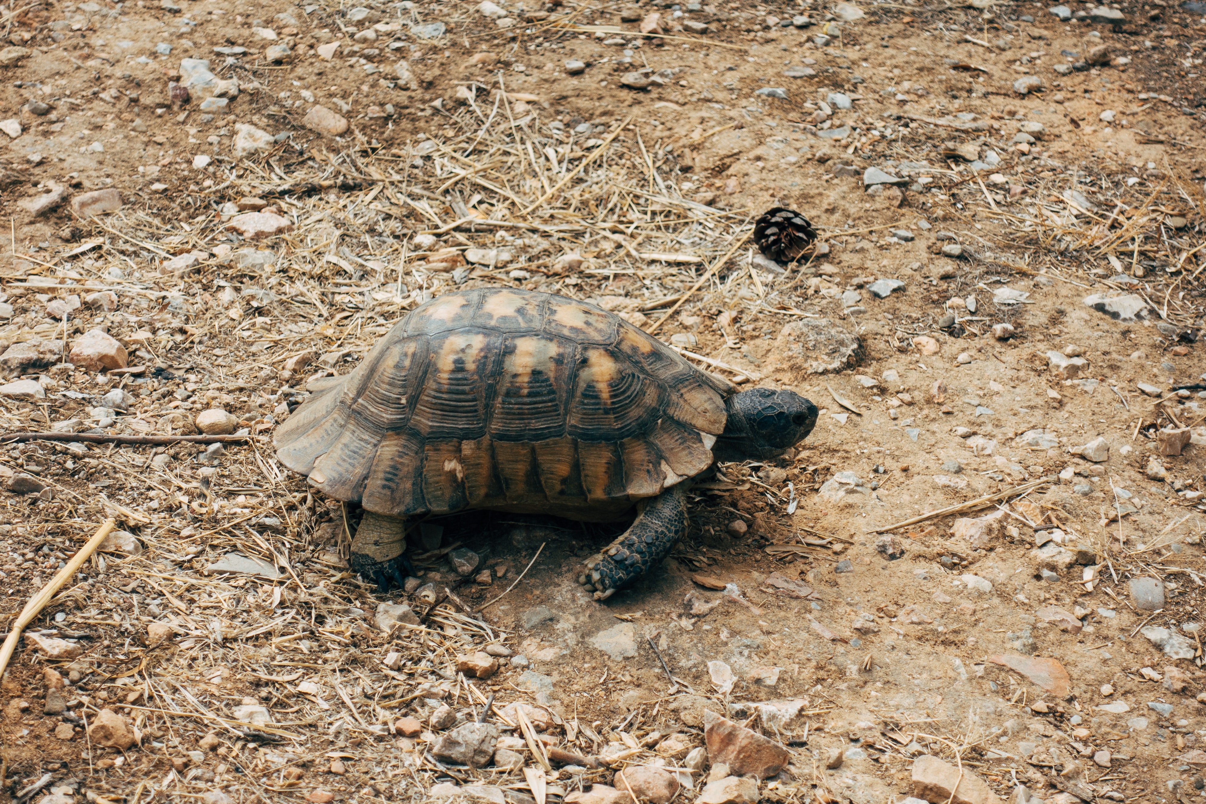 Eine Schildkröte. | Quelle: Pexels/MarkusWinkler