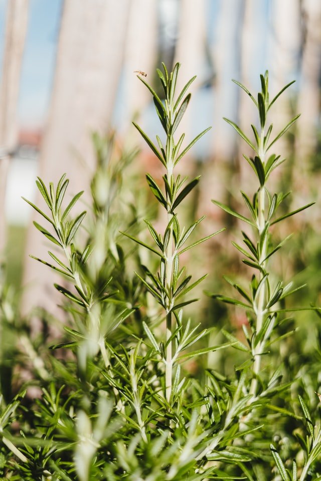 Un plant de romarin | Photo : Unsplash
