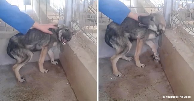 Dog screams every time someone gets too close to him until he meets this woman