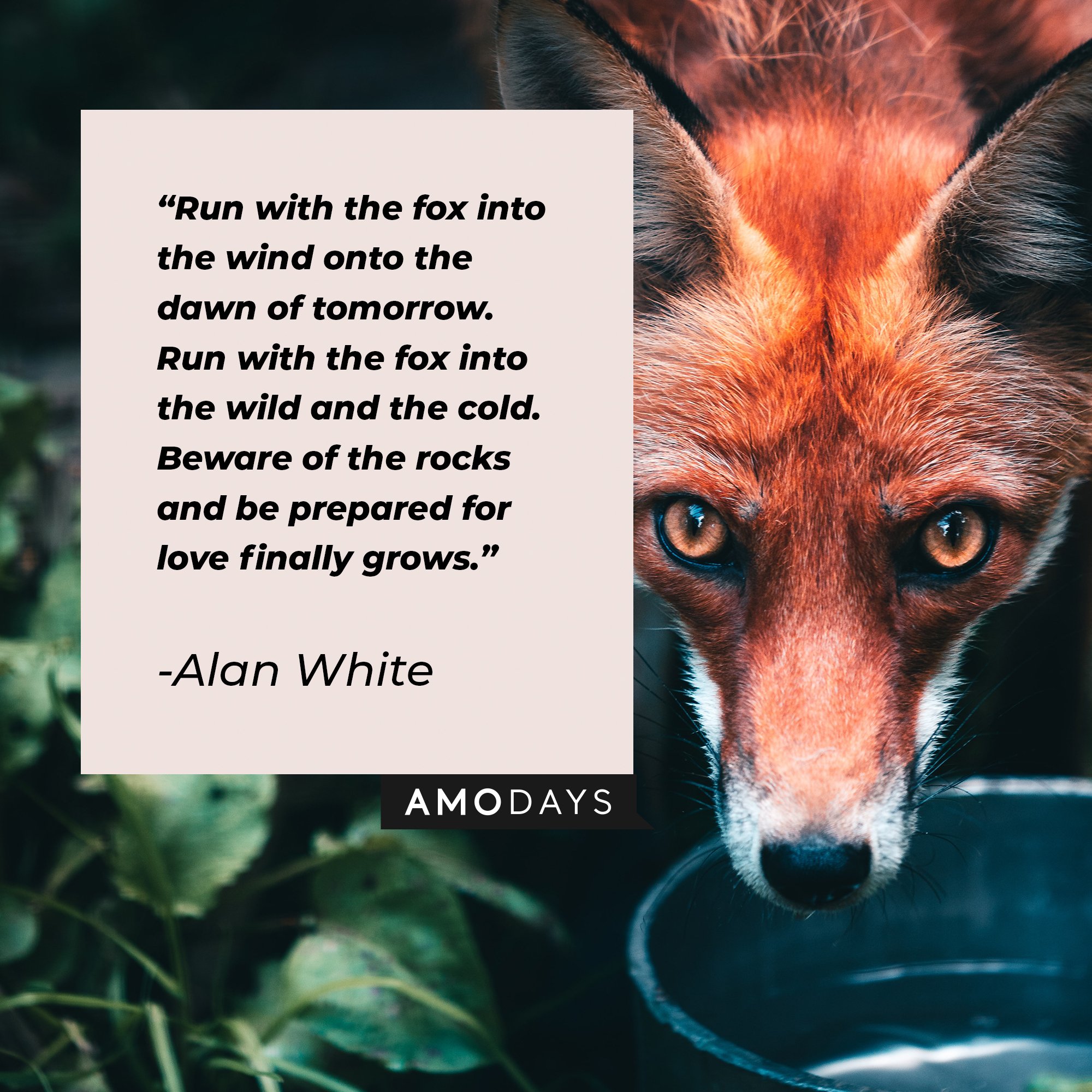 Alan White’s quote: "Run with the fox into the wind onto the dawn of tomorrow. Run with the fox into the wild and the cold. Beware of the rocks and be prepared for love finally grows." | Image: AmoDays