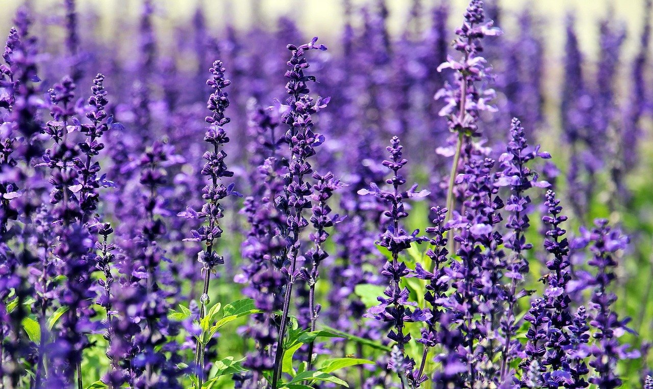 A field of lavender flowers | Photo: Pixabay/S. Hermann & F. Richter