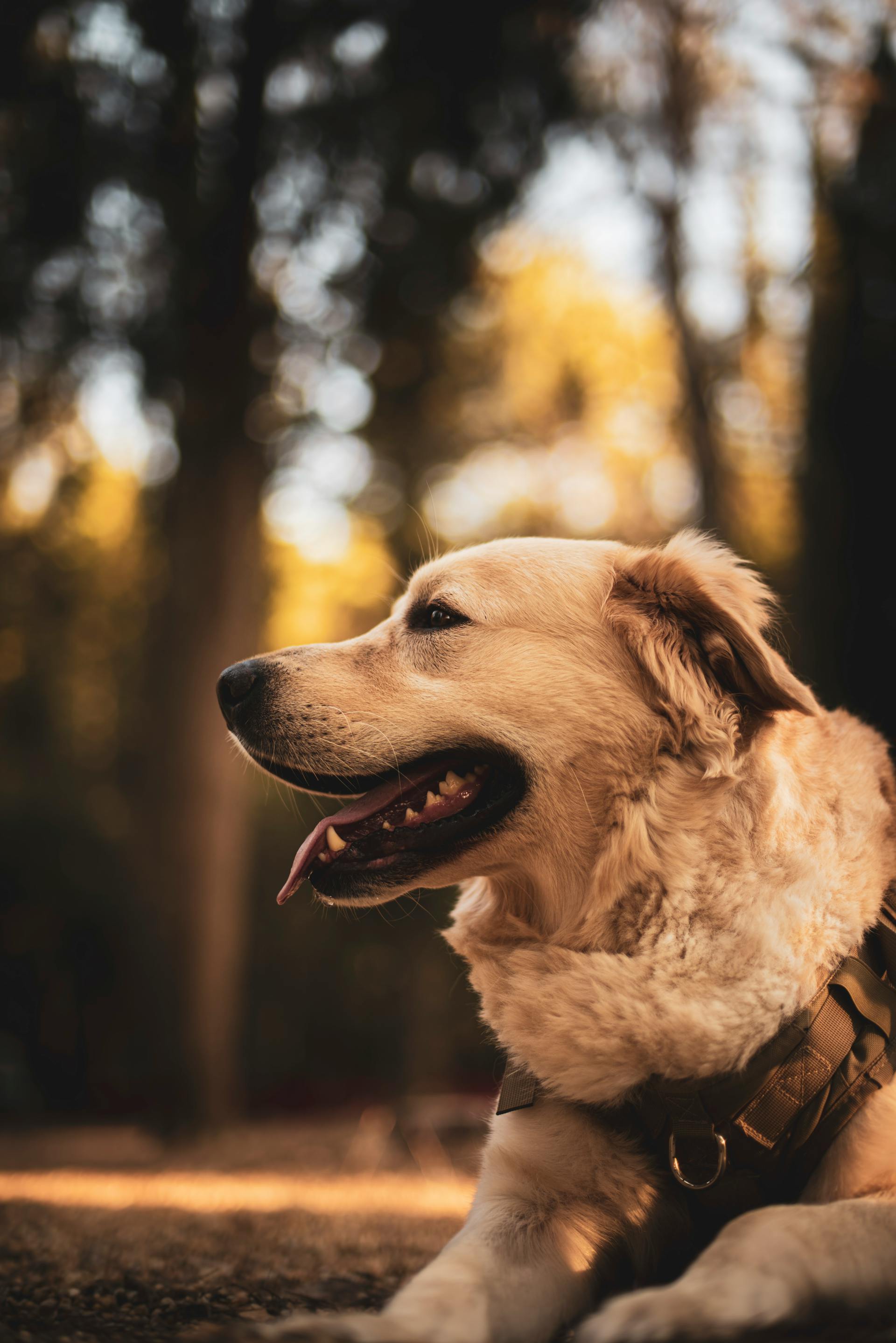 A dog | Source: Pexels