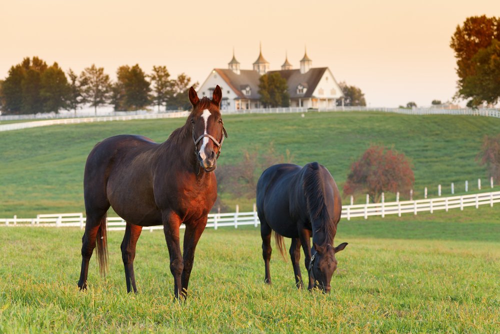 Two horses in the field. | Photo: Shutterstock.