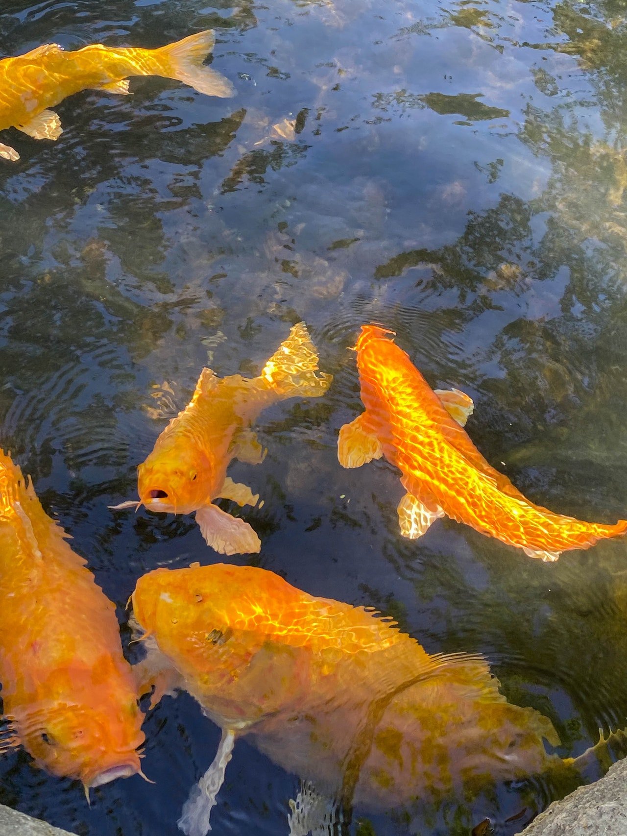 Photo of golden fishes in a pond | Photo: Pexels