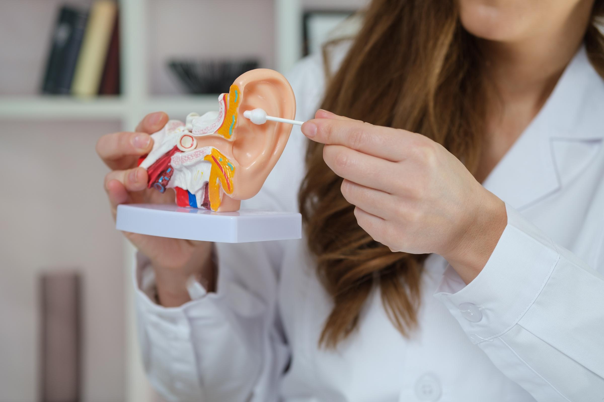A doctor holding a model of the inner ear | Source: Getty Images