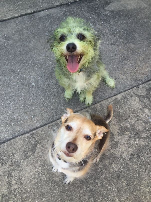 Chiens / Source : Reddit / azflat4 Chiens / Source : Reddit / azflat4