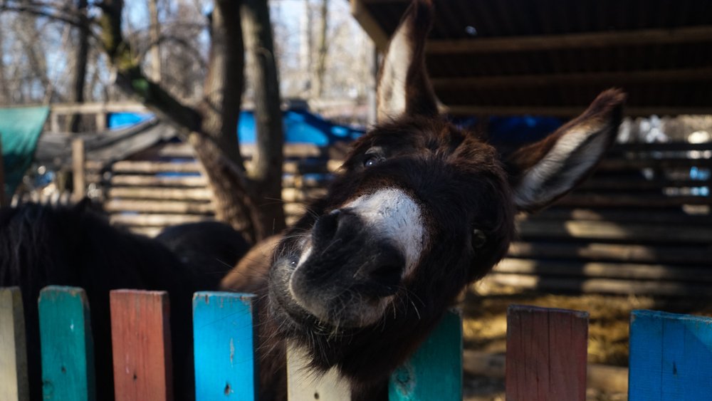 A photo of a mule in a farm | Photo: Shutterstock