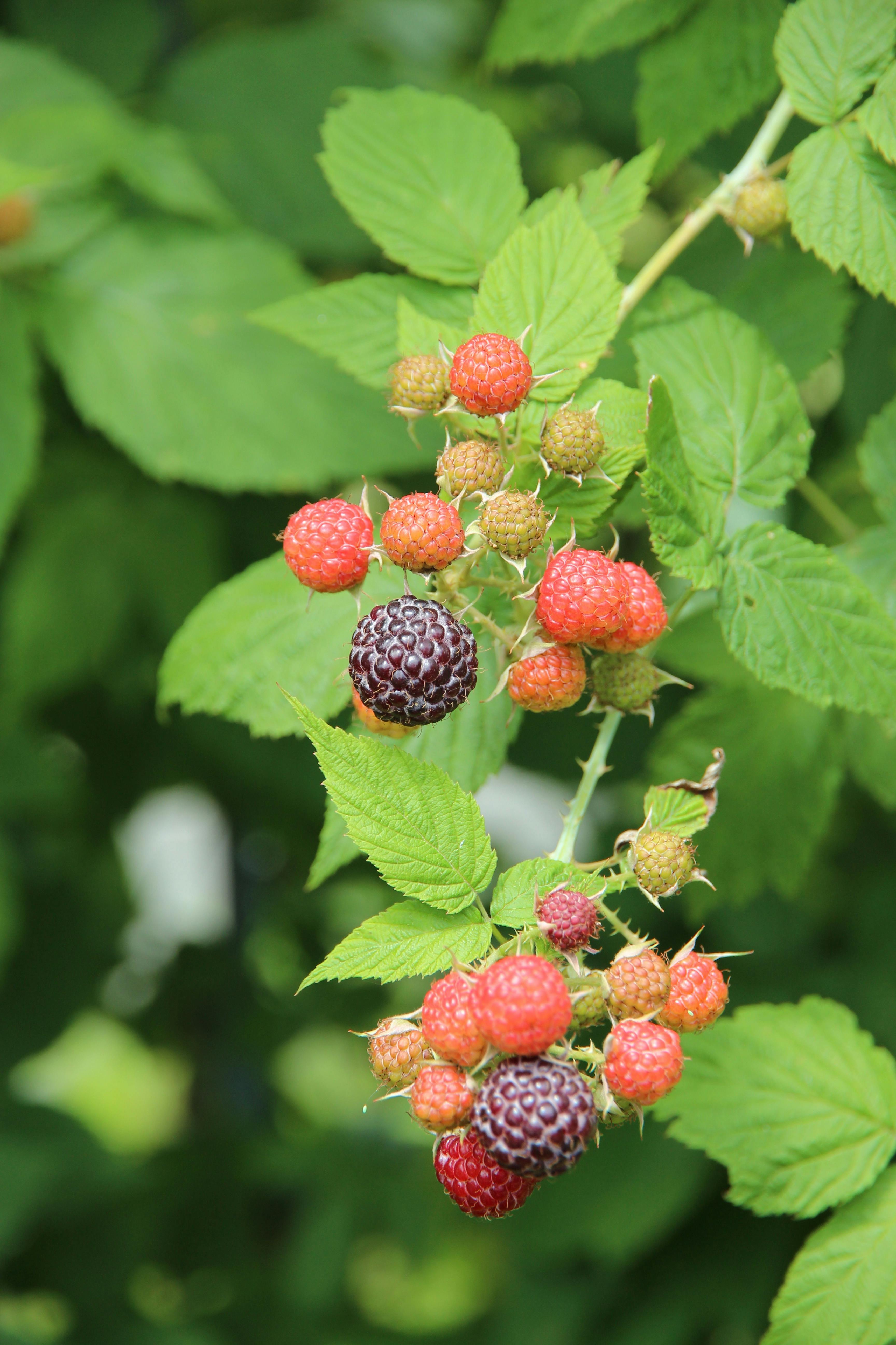 Raspberries | Source: Pexels