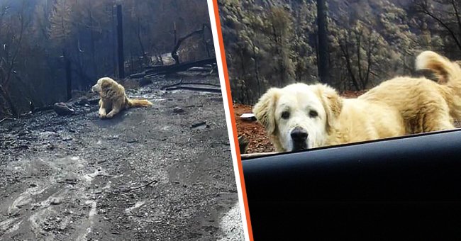 Woman abandons dogs to flee wildfire, returns home a month later | Facebook/K9PawPrintRescue