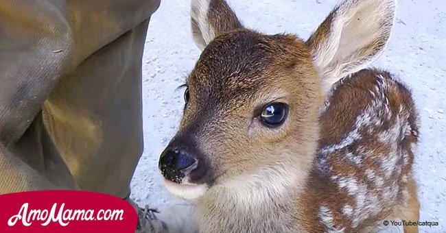 Baby deer mistakenly takes a logger for its mom and their meet up turns into pure sweetness