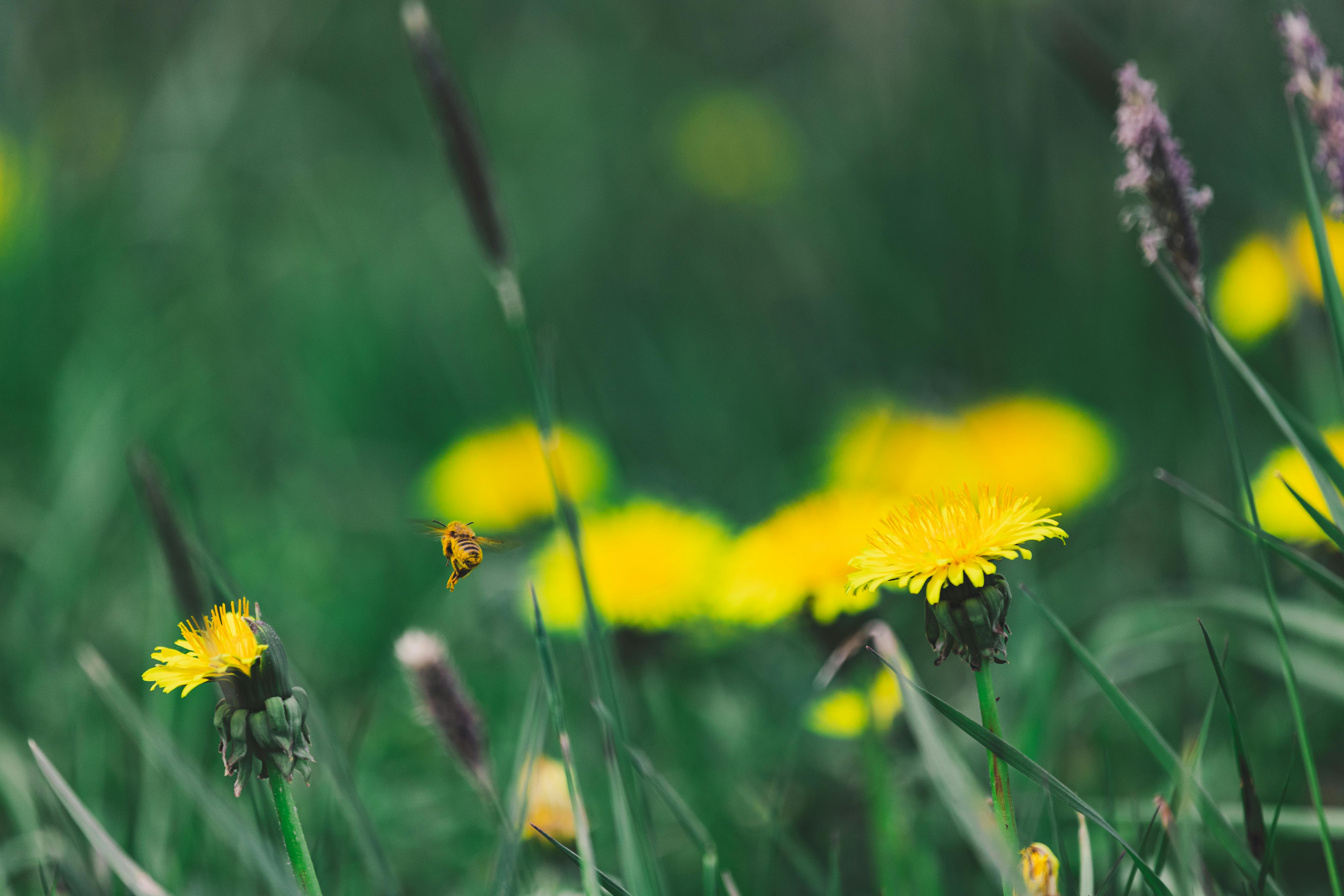 Dandelions growing in the grass | Source: Pexels