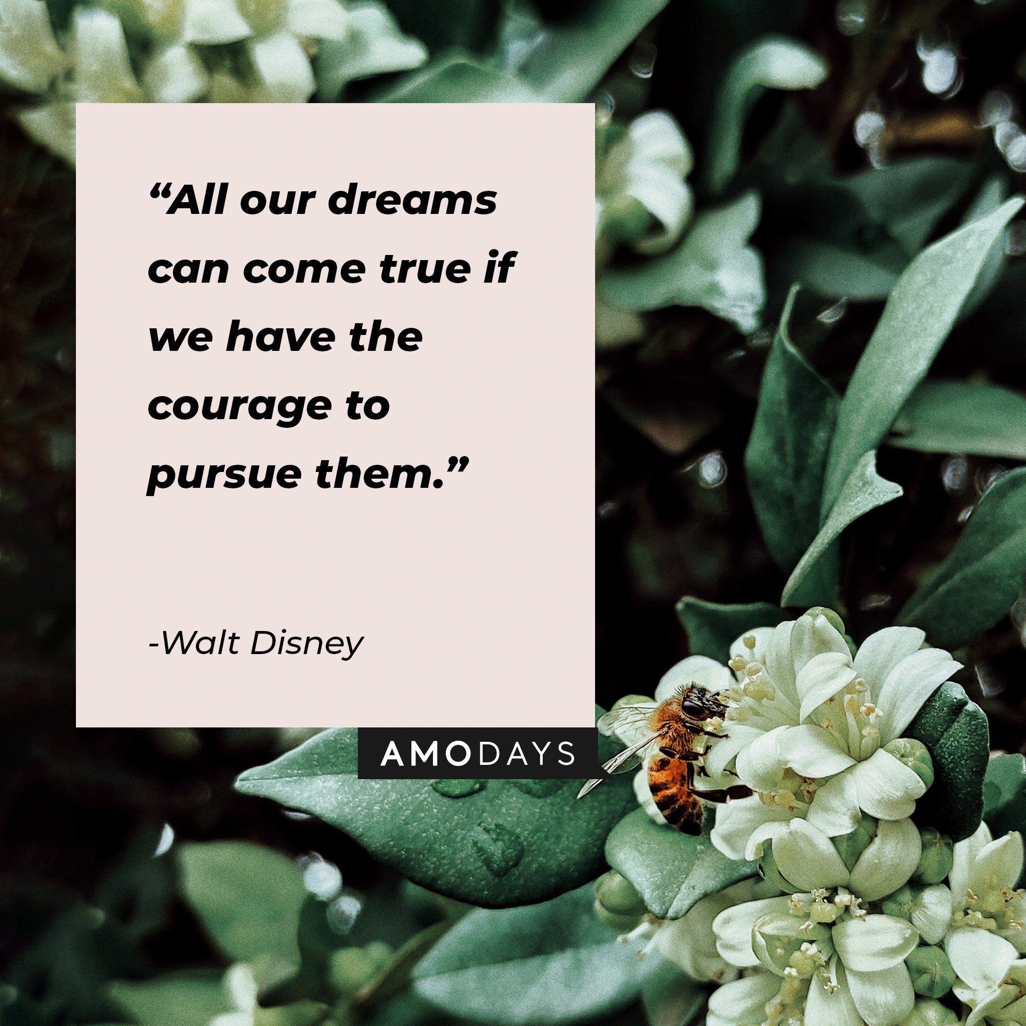 Walt Disney's quote: “All our dreams can come true if we have the courage to pursue them.” | Image: AmoDays