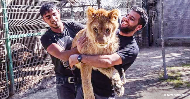 Zoológico corta las garras de una leona para que los niños puedan jugar con ella