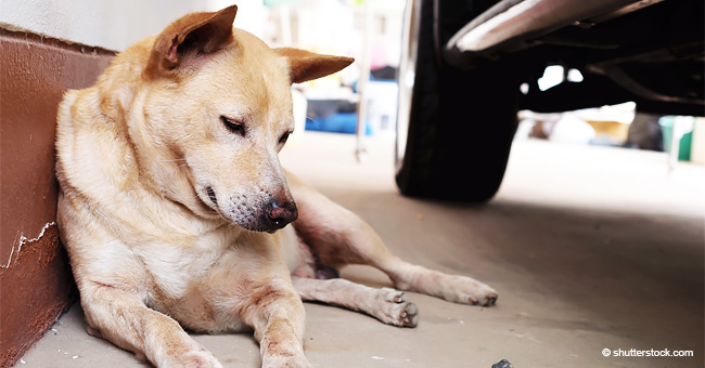 Le conducteur attache un chien à sa voiture et conduit pendant que l'animal fatigué essaie de suivre le rythme