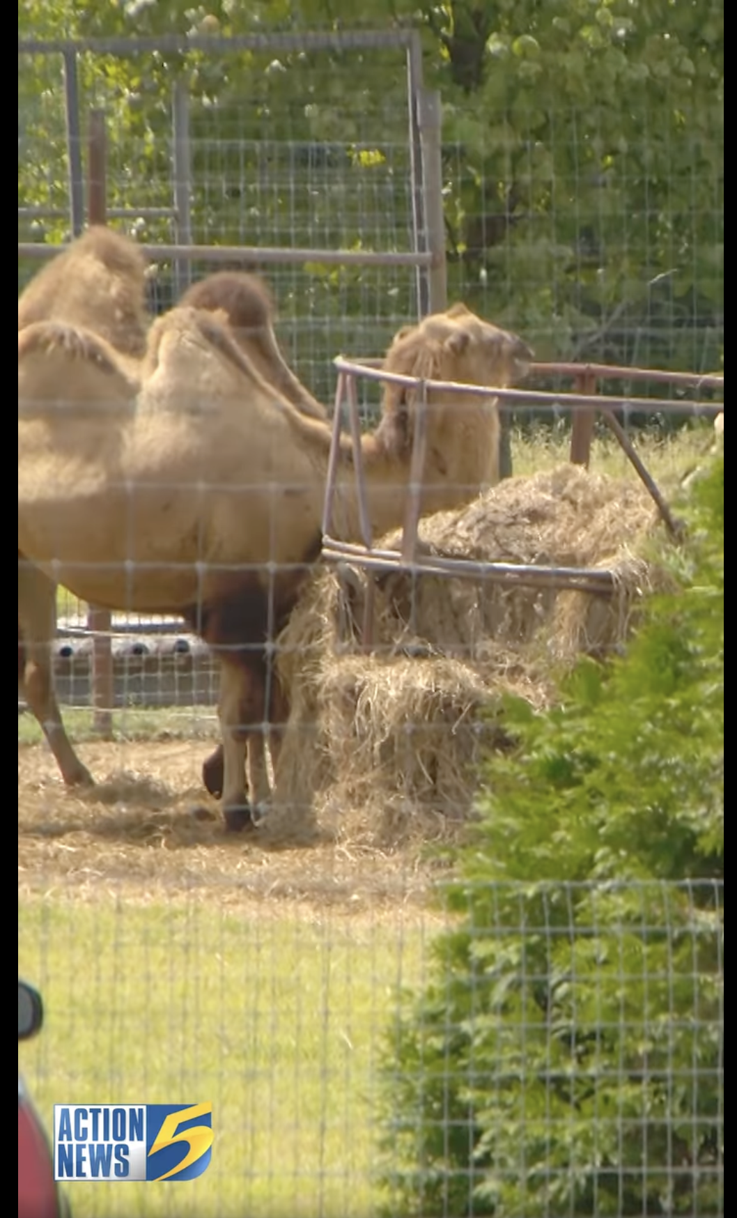 Camels at the Tennessee Safari Park in Alamo, Tennessee, as seen in a video dated September 4, 2024 | Source: Facebook/WMCActionNews5